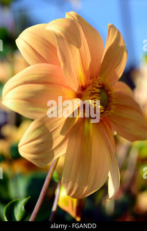 Seul dahlia fleurs orange fleurs fleurs fleurs vivaces Floral tubéreuse RM Banque D'Images