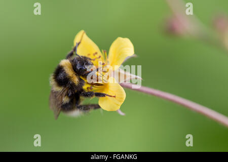 Queue blanche ; bourdon Bombus lucorum seule fleur sur Cornwall ; UK Banque D'Images