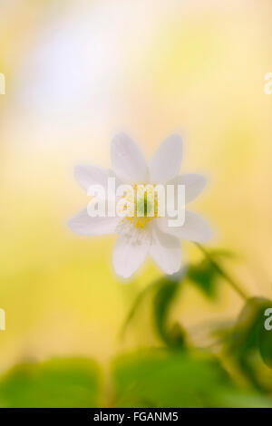 Anémone des bois Anemone nemorosa fleur double exposition ; Cornwall UK Banque D'Images