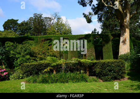 Mount Stewart Maison jardin jardins italiens clippé yew viaduc de couverture en forme de forme caractéristiques fonction RM jardinage Floral Banque D'Images