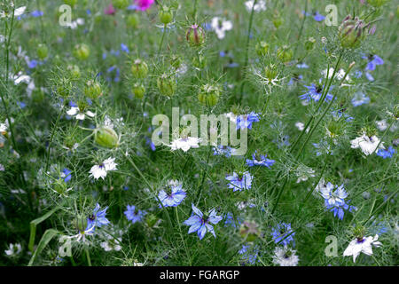 Nigella damascena persian bijoux amour dans une brume fleur d'été blanc bleu annuel plante jardin fleurs fleur fleurs floral RM Banque D'Images