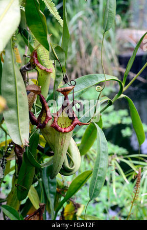 Sarracénie nepenthe plante plantes feuilles modifiées pièges à epiascidiation floral tropical RM Banque D'Images