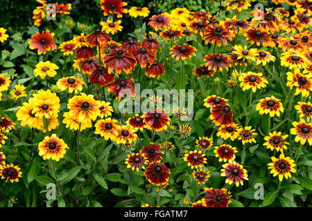 Rudbeckia hirta 'cultivar nain rustique' Fleur Fleur fleur jaune or bronze acajou avec demi-cône noir hardy Banque D'Images