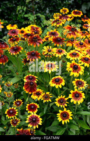 Rudbeckia hirta 'cultivar nain rustique' Fleur Fleur fleur jaune or bronze acajou avec demi-cône noir hardy Banque D'Images