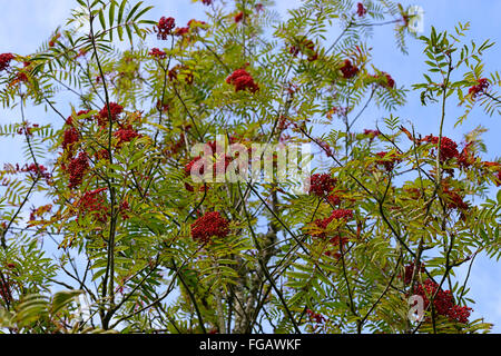 Sorbus americana sorbier rouge baies rowan cendres arbre arbres RM ornement floral Banque D'Images