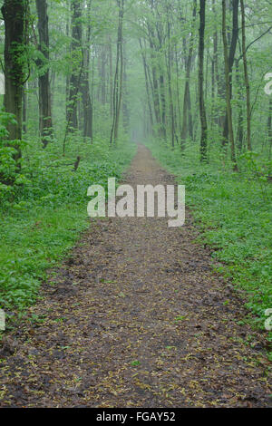 Chemin dans la forêt alluviale et pluvieuse journée de printemps, Leipzig, Allemagne Banque D'Images