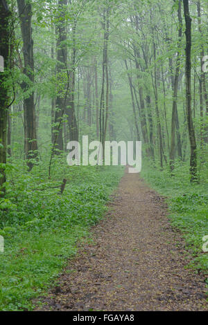 Chemin dans la forêt alluviale et pluvieuse journée de printemps, Leipzig, Allemagne Banque D'Images