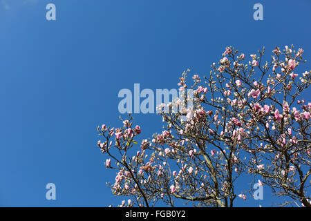 Fleurs rose contre un ciel bleu Banque D'Images