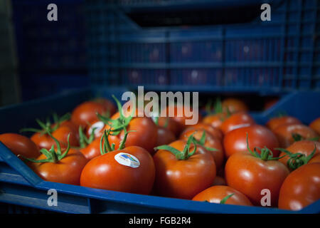 Une caisse de tomates fraîchement cueillies prêt à être livré à l'hôtels. La Turquie Banque D'Images