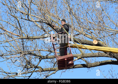 L'élagage des arbres à l'aide d'un bras de levage. La tronçonneuse des branches inutiles de l'arbre. La mise en ordre de parcs et jardins. Banque D'Images