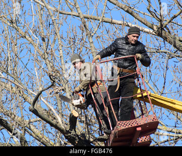 L'élagage des arbres à l'aide d'un bras de levage. La tronçonneuse des branches inutiles de l'arbre. La mise en ordre de parcs et jardins. Banque D'Images