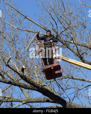 L'élagage des arbres à l'aide d'un bras de levage. La tronçonneuse des branches inutiles de l'arbre. La mise en ordre de parcs et jardins. Banque D'Images