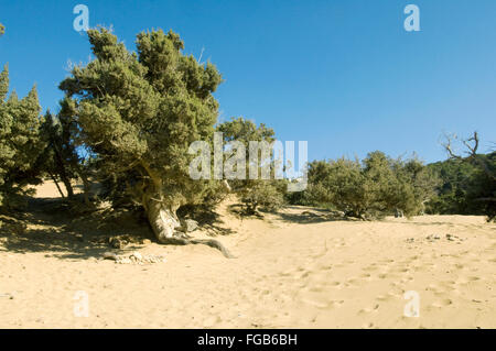 Spanien, Kreta, île de Gavdos, der Strand von Agios Ioannis. Banque D'Images