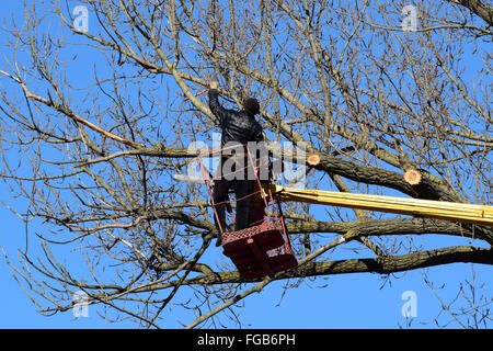 L'élagage des arbres à l'aide d'un bras de levage. La tronçonneuse des branches inutiles de l'arbre. La mise en ordre de parcs et jardins. Banque D'Images