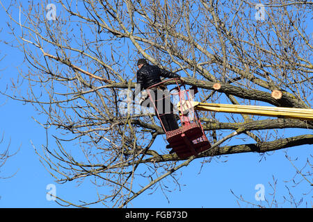 L'élagage des arbres à l'aide d'un bras de levage. La tronçonneuse des branches inutiles de l'arbre. La mise en ordre de parcs et jardins. Banque D'Images