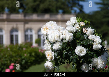 La roseraie de Bagatelle, Bois de Boulogne Paris France Banque D'Images