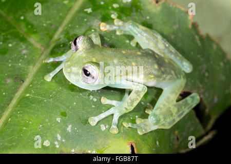 Maria's Giant (Glassfrog Nymphargus mariae) sur une feuille dans le sous-étage de la forêt tropicale en Equateur Banque D'Images