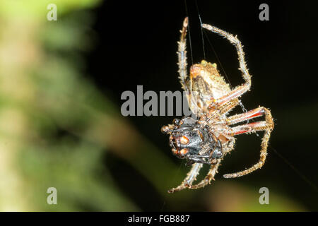 L'araignée sur un insecte qu'il a capturé dans son site web. Dans le sous-étage de la forêt tropicale, l'Équateur Banque D'Images