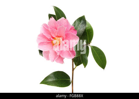 Fleur de camélia Magenta et feuillage persistant brillant blanc isolé contre Banque D'Images