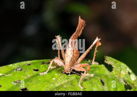 Katydid (Typophyllum feuilles imiter sp.) dans le sous-étage de la forêt tropicale, l'Équateur Banque D'Images