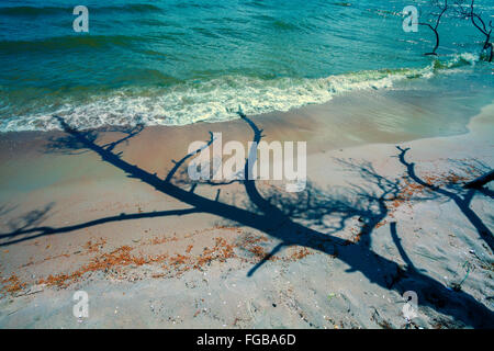 L'ombre de l'arbre de pins morts sur la plage Banque D'Images