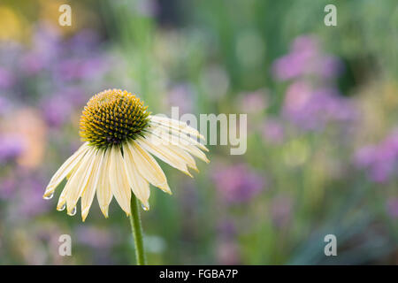 Echinacea 'Amber Mist' fleur. Coneflower dans une frontière herbacées en automne. Banque D'Images