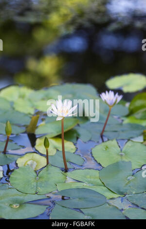 Nymphaea 'x' 'daubenyana' nénuphar tropical Banque D'Images