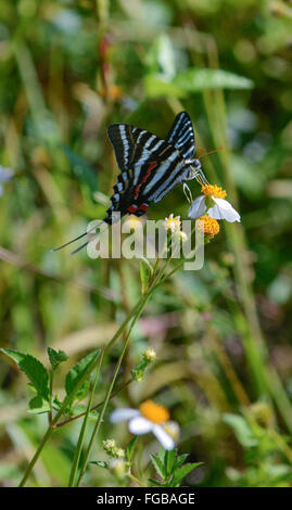 Zebra Swallowtail Butterfly on Flower Banque D'Images