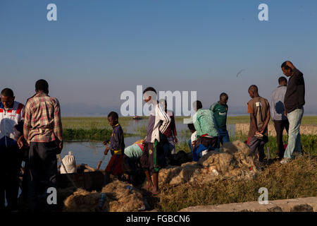Les gens se rassemblent pour acheter des poissons fraîchement pêchés dans les pêcheurs. Afrique L'Éthiopie Hawassa Lake Banque D'Images