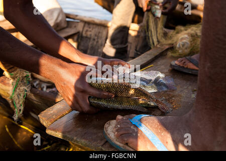 Pêcheurs déchargent leurs prises de Talapia dans la lumière du soleil du matin. L'Afrique, l'Éthiopie Hawassa Lake Banque D'Images