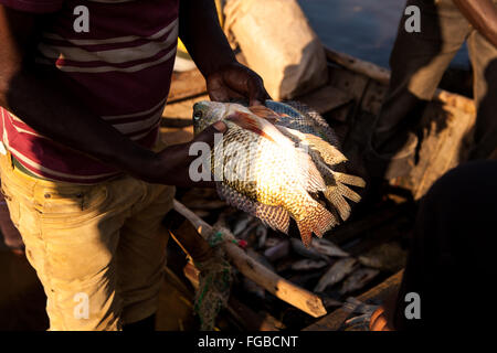 Pêcheurs déchargent leurs prises de Talapia dans la lumière du soleil du matin. L'Afrique, l'Éthiopie Hawassa Lake Banque D'Images