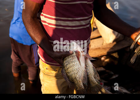 Pêcheurs déchargent leurs prises de Talapia dans la lumière du soleil du matin. L'Afrique, l'Éthiopie Hawassa Lake Banque D'Images