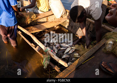 Pêcheurs déchargent leurs prises de Talapia dans la lumière du soleil du matin. L'Afrique, l'Éthiopie Hawassa Lake Banque D'Images