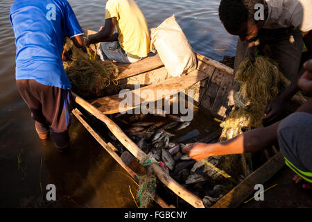 Pêcheurs déchargent leurs prises de Talapia dans la lumière du soleil du matin. L'Afrique, l'Éthiopie Hawassa Lake Banque D'Images