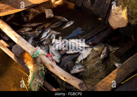 Pêcheurs déchargent leurs prises de Talapia dans la lumière du soleil du matin. L'Afrique, l'Éthiopie Hawassa Lake Banque D'Images