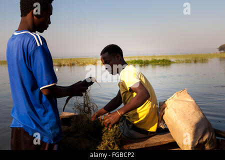 Pêcheurs déchargent leurs prises de Talapia dans la lumière du soleil du matin. L'Afrique, l'Éthiopie Hawassa Lake Banque D'Images