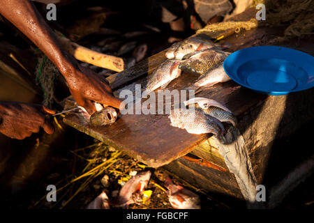 Les pêcheurs préparent leurs poissons fraîchement pêchés. Afrique L'Éthiopie Hawassa Lake Banque D'Images