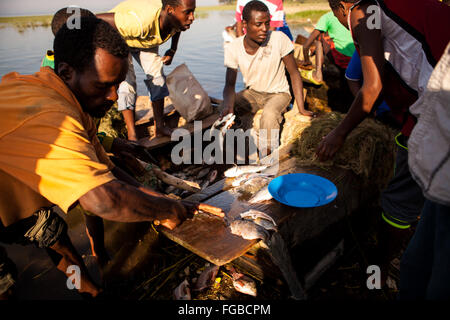 Les pêcheurs préparent leurs poissons fraîchement pêchés. Afrique L'Éthiopie Hawassa Lake Banque D'Images