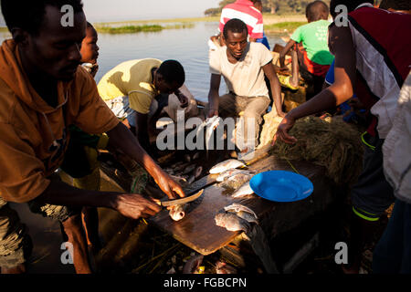 Les pêcheurs préparent leurs poissons fraîchement pêchés. Afrique L'Éthiopie Hawassa Lake Banque D'Images