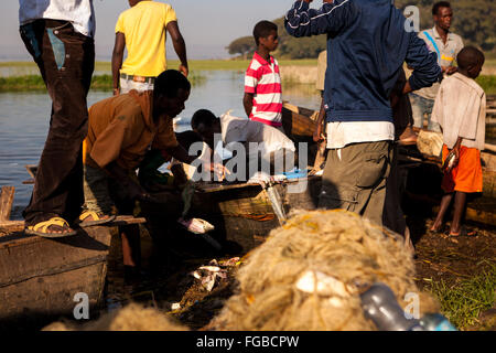 Pêcheurs déchargent leurs prises de poissons dans le soleil matinal. Lake, Hawassa Ethiopie, Afrique. Banque D'Images