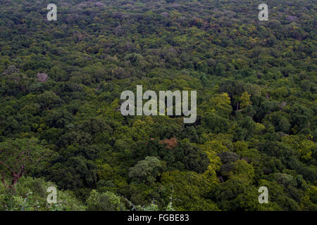 Étendue de forêt tropicale dense Arba Minch, Ethiopie, Afrique. Banque D'Images