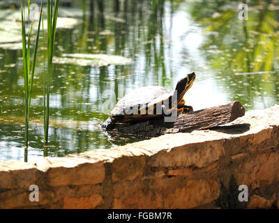 Branche d'arbre avec une tortue dans l'étang Lake Banque D'Images