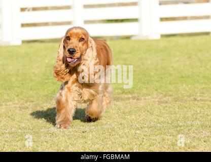 Un petit faon, jeune belle, rouge Cocker Anglais chien marcher sur l'herbe, avec ses armoiries clipsé dans un show cut, looki Banque D'Images