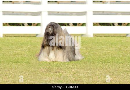 Une petite lumière jeune tan, fauve, beige, gris et blanc chien Lhassa Apso avec une longue robe soyeuse debout sur l'herbe. La haire Banque D'Images