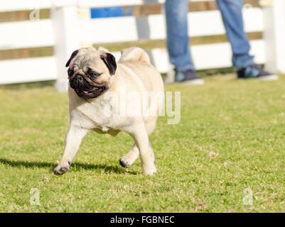 Un petit, jeune, belle, fauve avec un Pug ridée courte face au silence d'exécution sur la pelouse à la fois ludique et joyeux. Le menton Banque D'Images