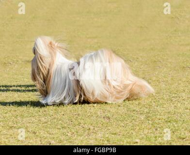 Un petit jeune brun, noir et blanc tan Tzu de Shih chien avec une longue robe soyeuse et tête tressé enduire d'exécution sur l'herbe. Banque D'Images