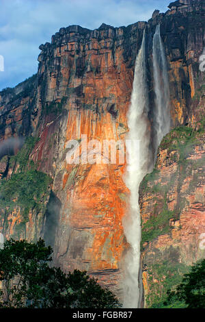 Angel Falls est la plus haute du monde werwith werfall une hauteur de 979 m (807 m d'unterrupted genered automne)l'Auyantepuy. Il Banque D'Images