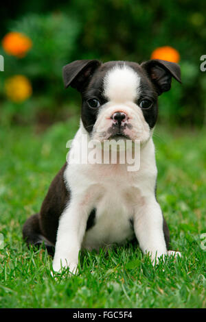 Boston Terrier. Chiot assis sur une pelouse dans un jardin. Allemagne Banque D'Images