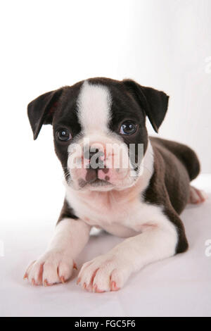 Boston Terrier. Chiot couché. Studio photo sur un fond blanc. Allemagne Banque D'Images