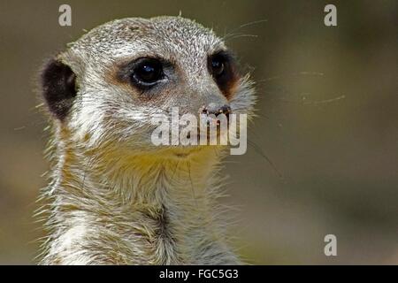 À queue fine, Suricate (Suricata suricata Meerkat). Portrait d'adulte, Afrique du Sud Banque D'Images
